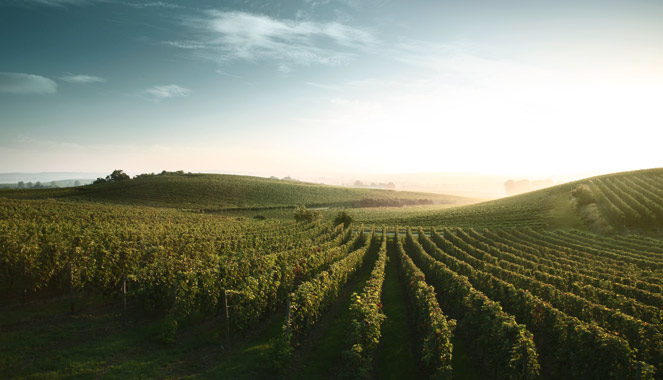 Maggi Deutscher Wein - Weinlandschaft